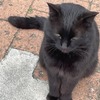 お隣の・・黒猫クロちゃん。。