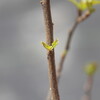 芽と葉と、あるいは土の下の四月の記録