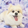 ポメラニアンのマロンちゃん