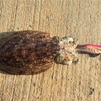 ヒイカの旬は冬の時期 ヒイカエギングは冬の夜釣りが1番良く釣れる Taketiyo釣りブログ ヒイカの旬は冬の時期 ヒイカエギングは冬の夜釣りが1番良く釣れる Taketiyo釣りブログ
