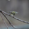 2018年の探鳥始めは雨と雪(大阪城野鳥探鳥 2018/01/03 6:20-14:00)