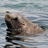 おたる水族館撮影記～海獣公園編～