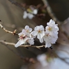 大乗寺丘陵公園の十月桜