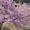 夜市川の河津桜