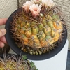尾形丸錦