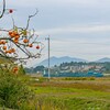 柿と筑波山の秋～つくば市とその周辺の風景写真案内（２３６）