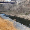 2月12日(水)秩父フライフィールドの河川情報