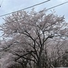 桜が満開。なんか一斉に咲いた ようです。びっくり。