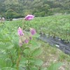じゃがいもの花、咲く。