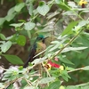 Violet-tailed Sylph ムラサキフタオハチドリ 2
