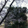 昨日で桜散歩はおしまいかと思いきや