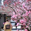 板橋区の桜を満喫しました、その２。