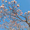 あたみ桜の様子を見に糸川散歩　＊１月２２日時点の開花状況