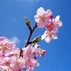 『桜 開花宣言』