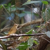 メジロヒヨドリ Grey-eyed Bulbul