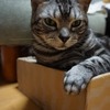 僕に・文句あるでちゅか？