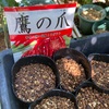 遅い？ギリギリ？鷹の爪を蒔く