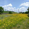 月曜日 花三昧…河川敷を染める黄色の花