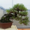 <span itemprop="headline">黒松の針金かけ</span>