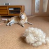 コロ助の毛が｜いつまで泳げるのか