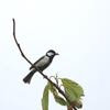 三宅島その他の鳥