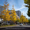 【RICOH GRⅢ・仙台市】愛宕上杉通りの銀杏並木が眩しい。 November 2022