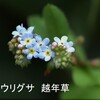 一年草　二年草　多年草　越年草　ややこしいので図にあらわすと