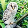 フクロウ守れと老木保存、資金は不ぞろいのリンゴ（青森県）