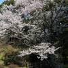 薄墨桜が満開～in香川～