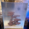 海水30cmハイ水槽　～立ち上げ～