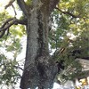 七草粥 (健康長寿)と⛩️神社のご加護
