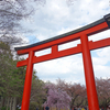 平野神社の桜