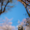 桜が終わっちまった：五百羅漢