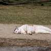 近隣郊外のねこさん