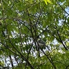 しないことを決めて軽やかになる　