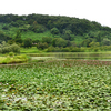 Part 3　新潟県立植物園：池周囲の散歩