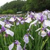 しばたあやめまつり 2025（新発田市・五十公野公園あやめ園）