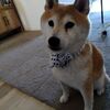 エゾシカ肉②
