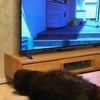 ねことテレビ。あめ編。