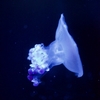 コティロリーザ・ツベルクラータ Cotylorhiza tuberculata