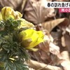 南小国町でフクジュソウ咲く【熊本】