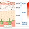 美肌　とは　如何にして造る