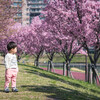 北千住近辺の桜の名所をハシゴしてみた2018年の春