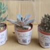 🌵多肉植物  植え替え 銀揃 他🌵