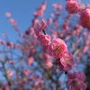 梅と菜の花の写真を撮ったのでお披露目します@舞鶴公園