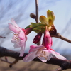 フライングして咲いてる桜