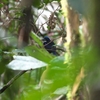 アオグロショウビン Blue-black Kingfisher