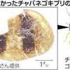 チャバネゴキブリは日本原産か。