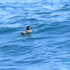 天売島の海鳥たち