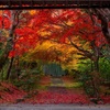 京都・亀岡 - とある竹林に囲まれた寺の紅葉
